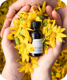 Arnica Oil: What It Is and What It’s For